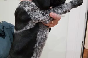 German Shorthaired Pointer Advertisement UK Pets