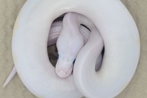 Python Snake For Sale