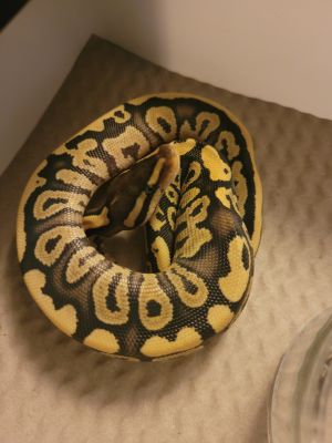 Male and female royal pythons | UKPets