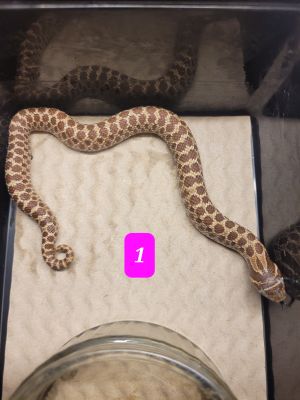 Snake For Sale in Great Britain