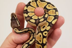 Python Snake Online Listings