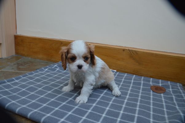 Stunning litter of KC registered blenheim cavalier king charles puppies ...