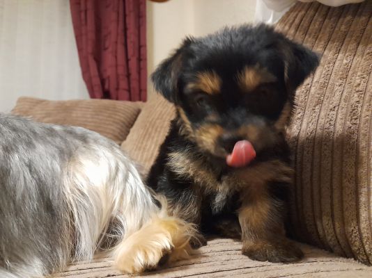 Available Yorkshire Terriers