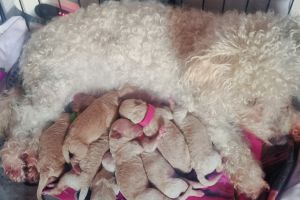 Poochon For Sale in the UK