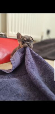 Exotic french bulldog puppies clearance for sale