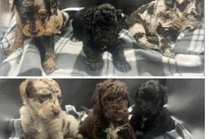 Labradoodle For Sale in Great Britain