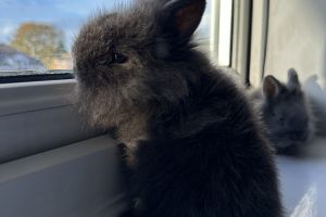 Baby Lion Head Bunnies for sale