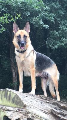 Female GSD K9 instinct | UKPets