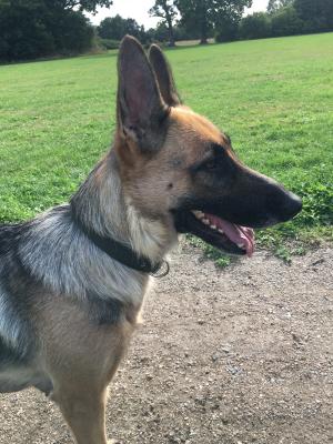 Female GSD K9 instinct | UKPets