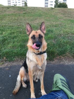 Female GSD K9 instinct | UKPets