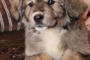 Caucasian Shepherd Dogs For Sale