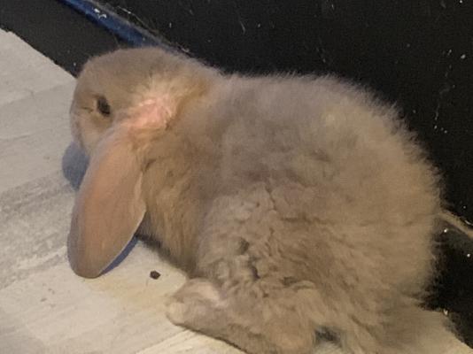 French Lop For Sale in the UK