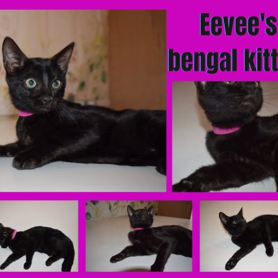 Bengal for Rehoming