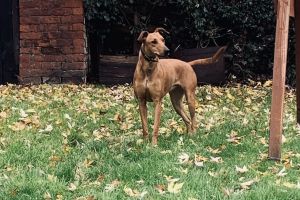 are lurchers easy to train