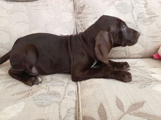 German Shorthaired Pointer For Sale in the UK