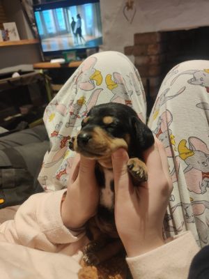 Dachshund For Sale in Lodon