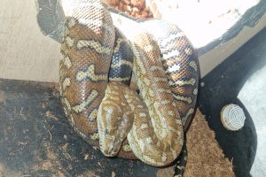 Python Snake For Sale in Lodon