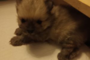 Pomeranians for Rehoming