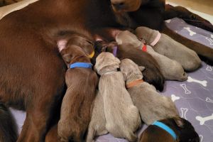 Beautiful silver and chocolate KC registered labrador puppies for sale