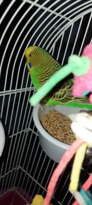 Budgies for Rehoming