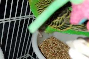 Budgies for Rehoming