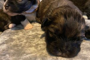 Cute Lhasa Apso For Sale