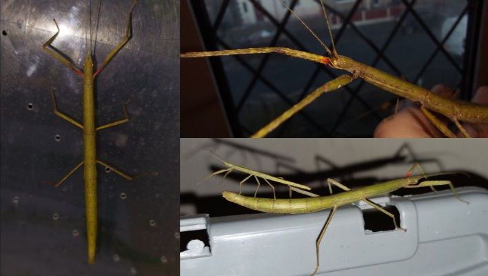 Stick Insect Online Listings