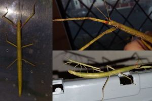 Stick Insect Online Listings