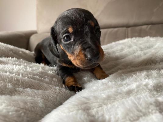 KC Reg Mini Daxi pups for sale | UKPets