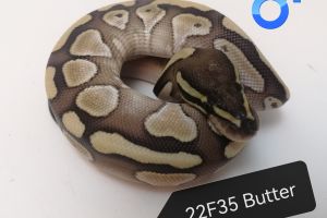 Python Snake For Sale in Great Britain