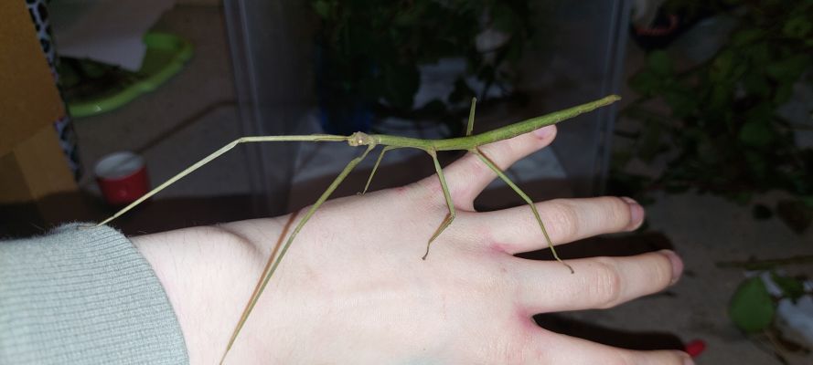 Stick Insect for Rehoming