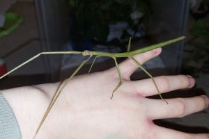 Stick Insect for Rehoming