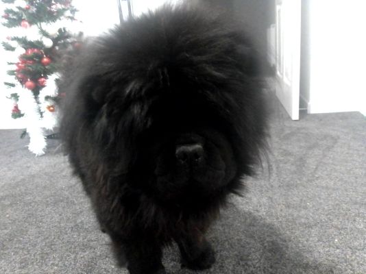 Chow Chow for Rehoming