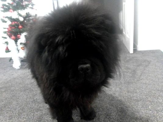 Big black outlet chow chow