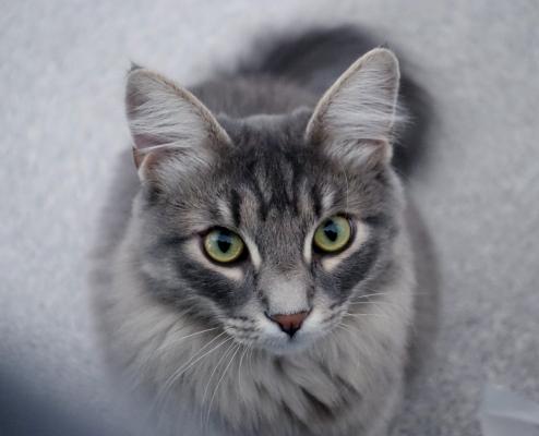 Siberian for Rehoming