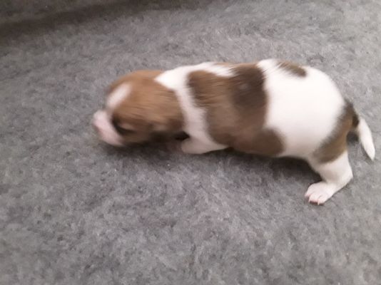 4 Male Jack Russell pups for sale | UKPets