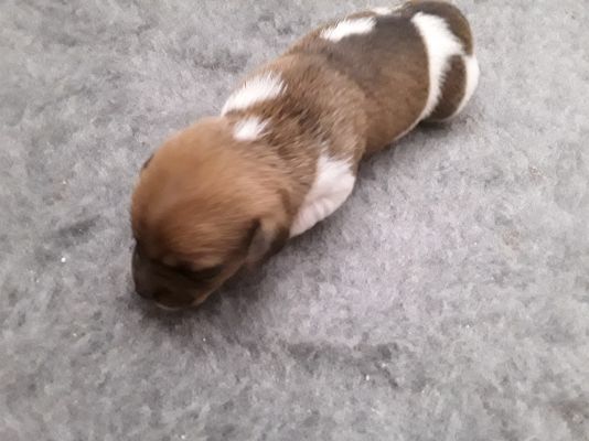 4 Male Jack Russell Pups For Sale UKPets