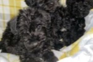 Schnoodle For Adoption in Great Britain