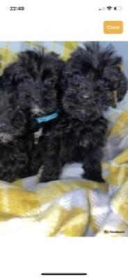 Schnoodle For Adoption in Great Britain