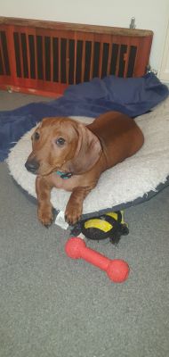 Dachshund For Sale in the UK