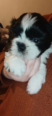 5 gorgeous Shih Tzu | UKPets