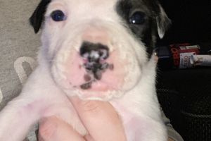9 stunning American bulldog puppies for sale