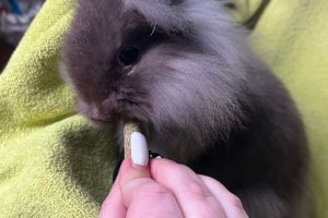 Mini Lion Lops for Rehoming
