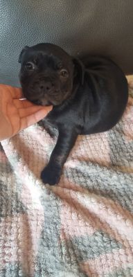 Staffie pups for sale | UKPets