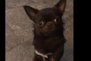 Chihuahua Online Ad