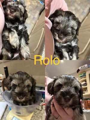 Miniature Schnauzer For Sale in the UK