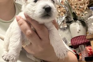 West Highland Terrier for Rehoming