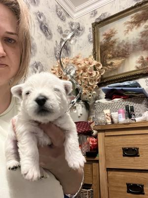 West Highland Terrier for Rehoming