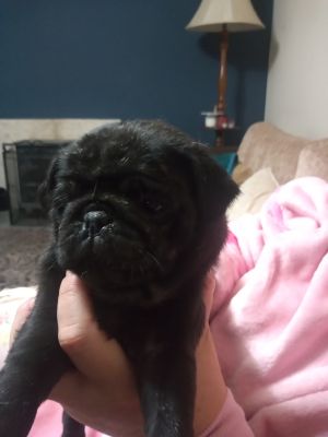 Pug for Rehoming