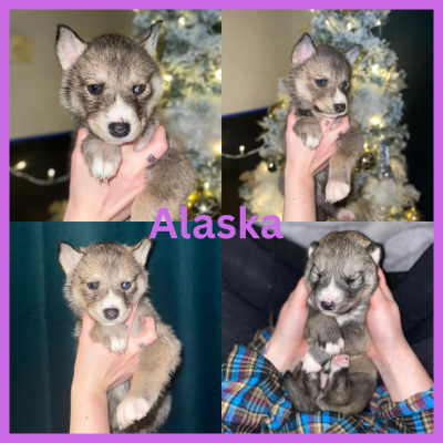 are agouti huskies rare